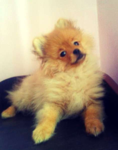 Шпиц девочка в Челябинске