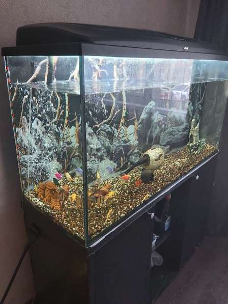 Аквариум в Нижневартовске фото 15