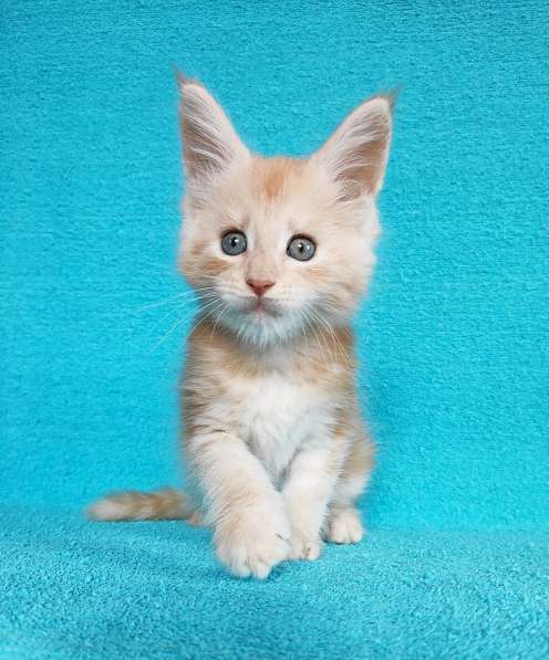 Котики мейн-кун из питомника в Владимире фото 16