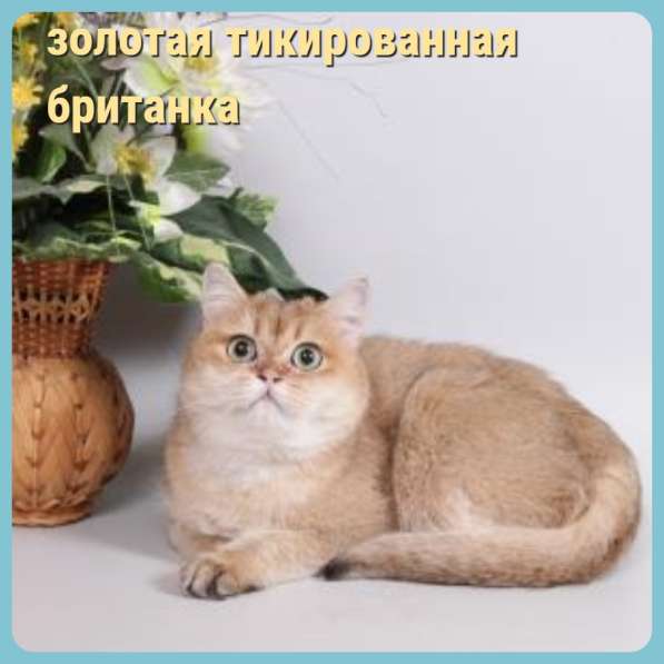 Котята разных пород и окрасов, алиментные котята в Москве фото 13