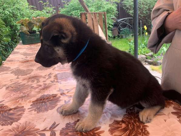 Щенки ВЕО с документами в Санкт-Петербурге фото 36