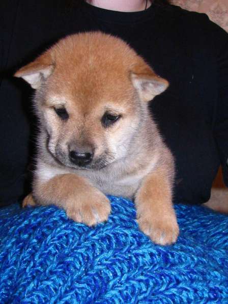 Очаровательные щенки Сиба-ину (маленькие Хатико) в Москве фото 3