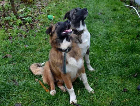 Красавец Багги хочет домой в Москве