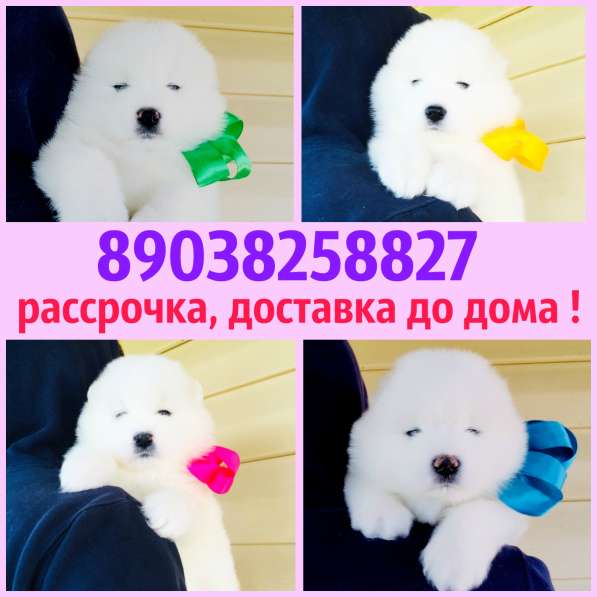 Белоснежные Ми-Ми мишки самоедики)