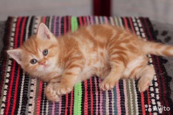 Котята-вислоухие и прямоухие в Костроме фото 22