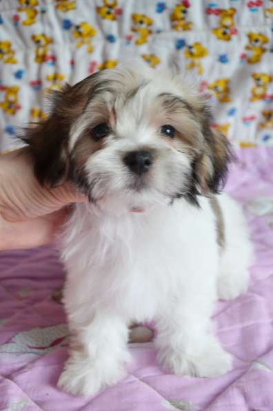 Щенок болонки девочка в Москве фото 8