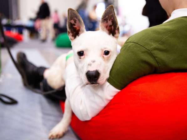 Маленькая умная собачка ищет дом в Санкт-Петербурге фото 17