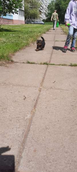 Шикарный щенок йорка в Набережных Челнах фото 5
