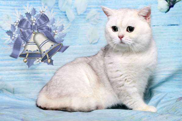 Британский кот шиншилла, вязка в Москве фото 7