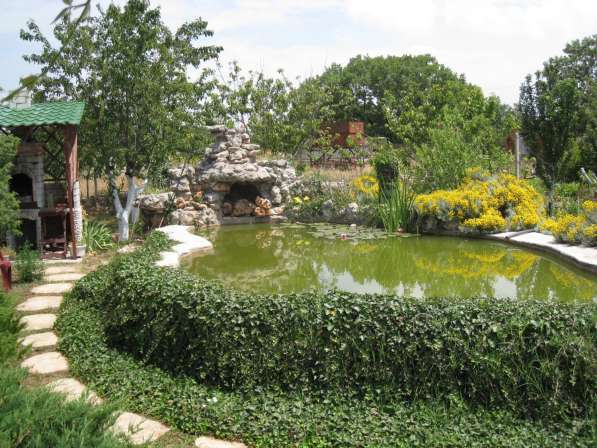 Кувшинки и другие водные растения в Севастополе фото 15