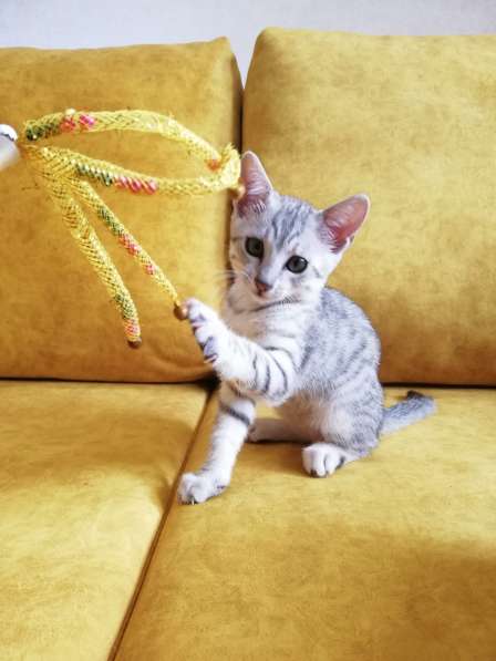 Египетская Мау котята серебряные.Редкая, эксклюзивная порода в фото 16