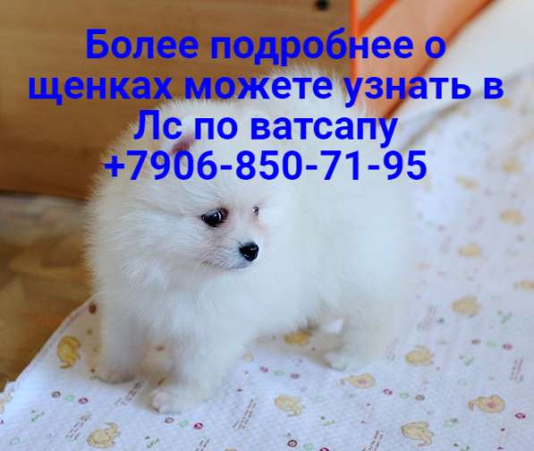 Померанские шпицы мини, тип мишка в Новосибирске