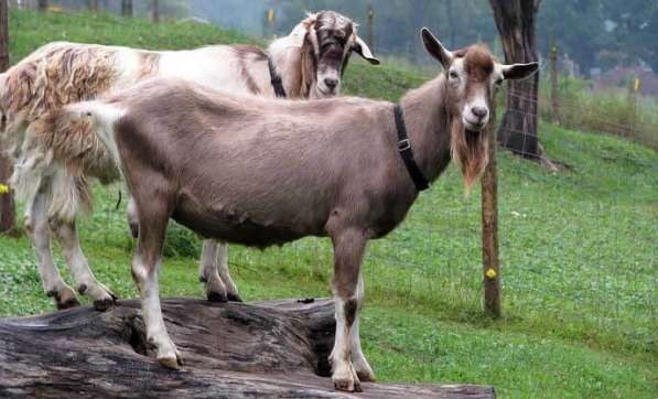Племенные козы Тоггенбурской породы (Скот из Европы)