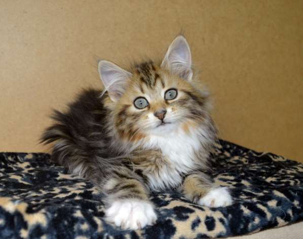 Сибиряки питомник в Казани фото 9