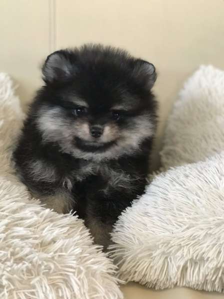 Pomeranian spitz. Black tan girl в фото 5
