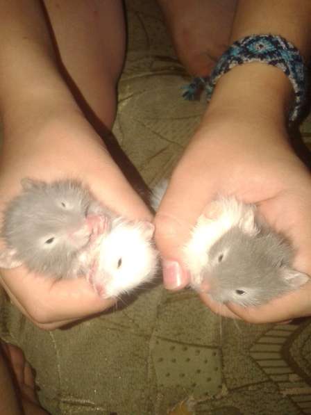 Продаются хомяки в фото 3