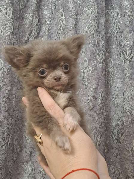 Chihuahua mini. Lilac boy в фото 3