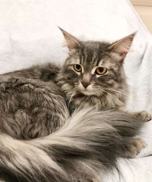 Цезарь Великолепный ищет дом!