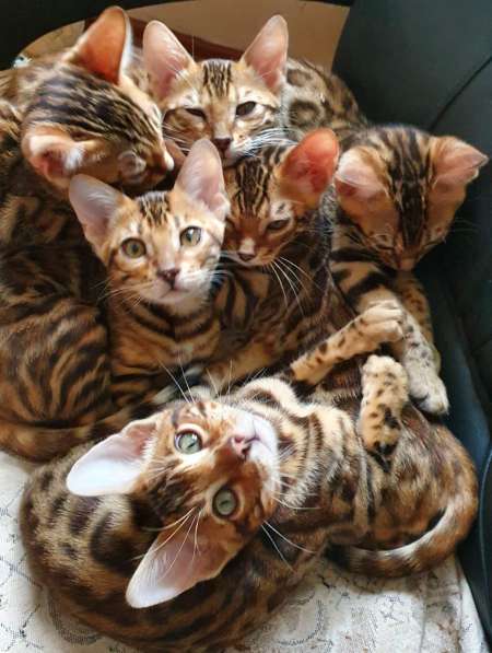 Бенгальские котята, отличная родословная