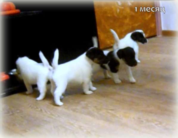 Щенки Фокстерьера в фото 6