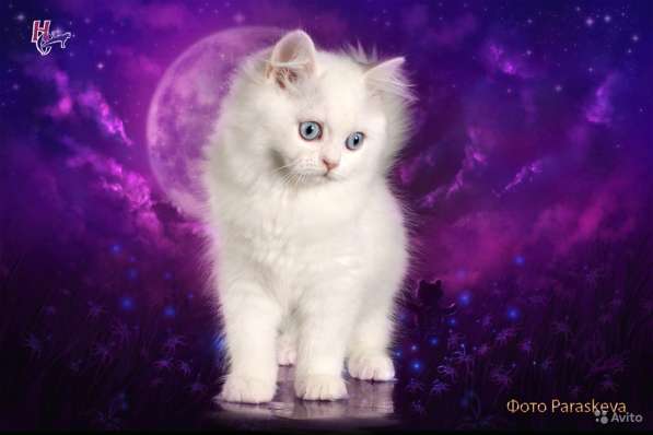 Котенок - счастье в дом в Санкт-Петербурге фото 6