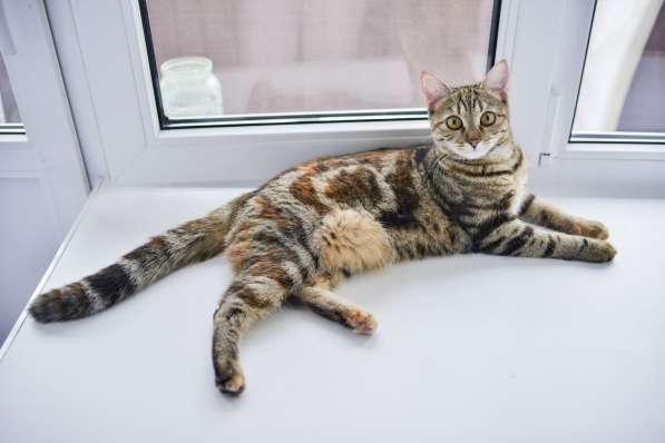 Кошка в добрые руки в Москве фото 3