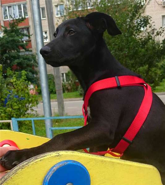 Ангел ищет семью в Москве фото 8