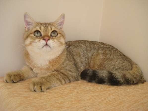Золотой пятнистый котик Ursik из питомника в Казани фото 8