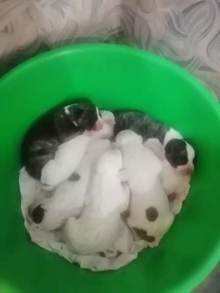 Щенки стаффорд в Коряжме фото 12