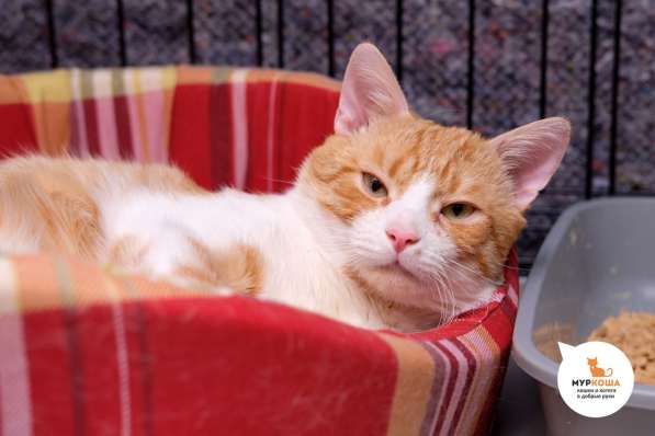 Неунывающий Тулуз ждет верного друга в Москве фото 3