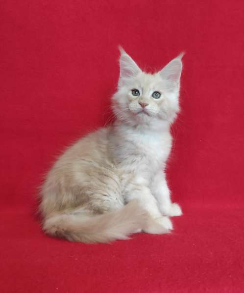 Котики мей-кун из питомника в Владимире фото 16