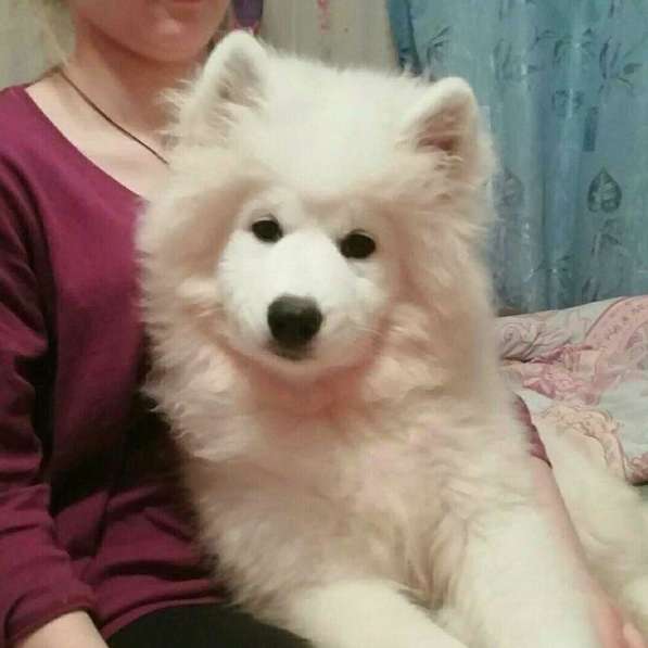 Samoyed puppies в Иванове