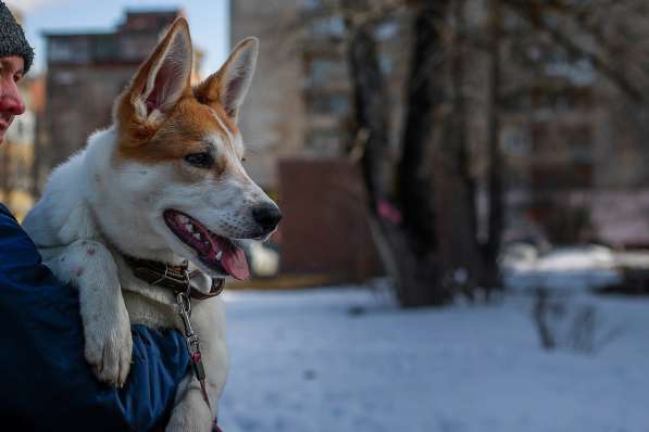 Матрос - ласковый и душевный щенок в добрые руки в Москве фото 5
