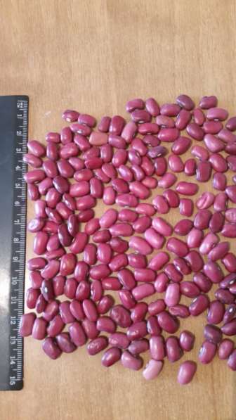 2018 New Crop 100% Natural Beans from Kyrgyzstan в фото 8