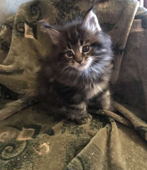 Мейн-кун в Серпухове фото 13