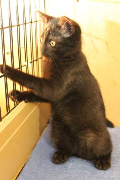 Грациозные угольно-черные котята в Санкт-Петербурге фото 26