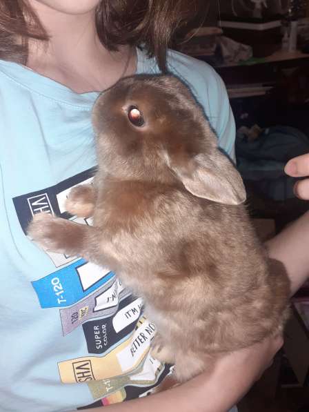 Продам кроликов породы Рекс в Челябинске фото 5