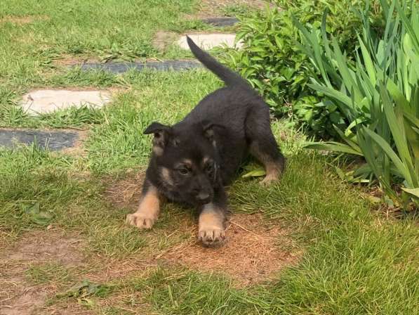 Щенки ВЕО с документами в Санкт-Петербурге фото 29