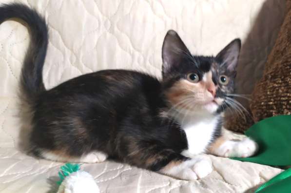 Котенок в добрые руки. Ксюша, девчушка-очаровашка в Москве фото 21