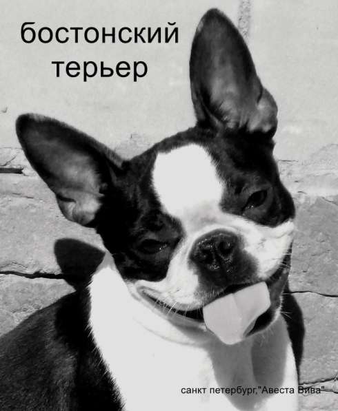Бостон терьер - щенки от Чемпионов в Санкт-Петербурге фото 10