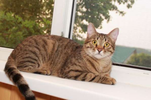 Кошка в добрые руки. Сима - шпротинка