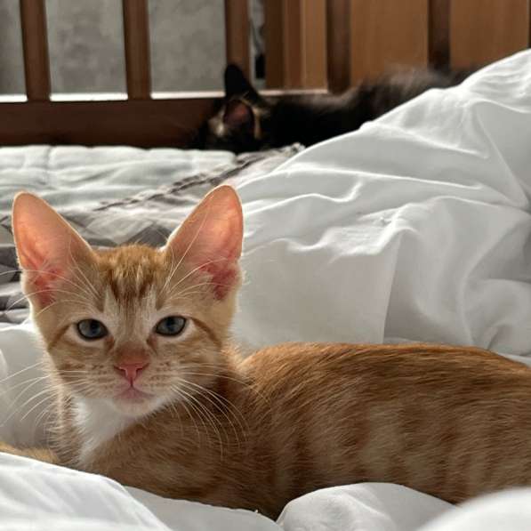 Котята