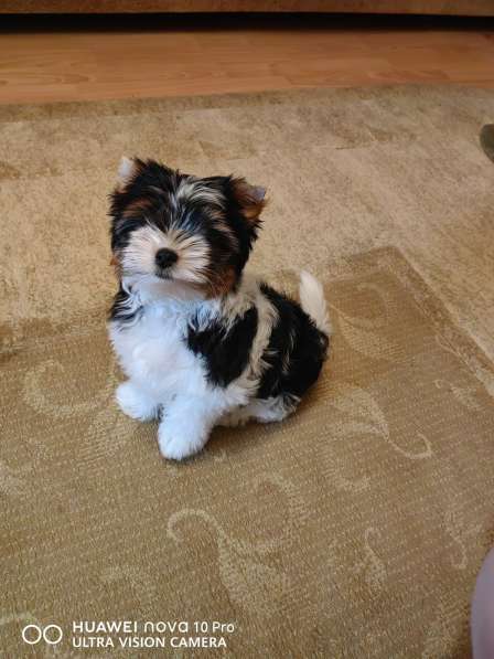 Бивер барыня сударыня