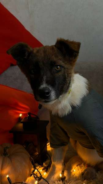 Очень красивые щенки в Санкт-Петербурге фото 17