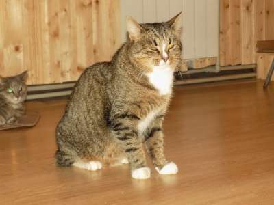 Отдам даром Полосатый кот в добрые руки. в Санкт-Петербурге