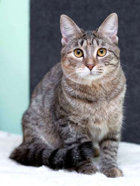 Серая полосатая ласковая котёнок Тея в дар в Москве фото 3