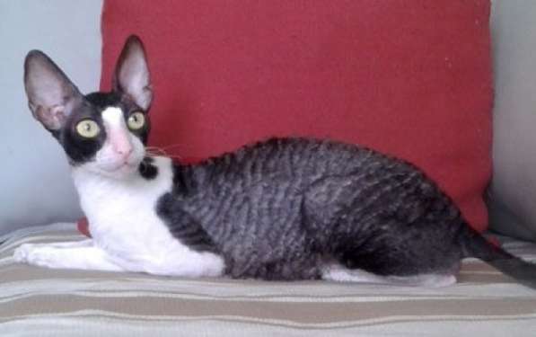 Кудрявые котята Корниш рекс в 