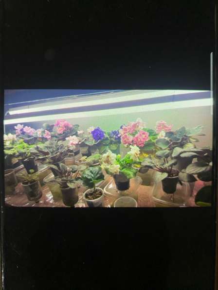 Сортовые фиалки в Майкопе