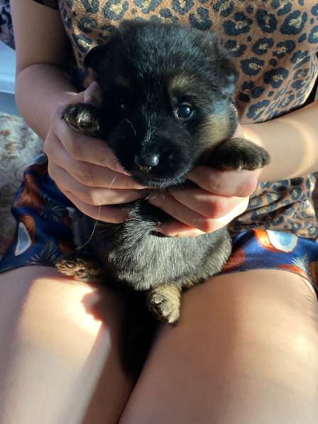 Продаются щенки в Новотроицке