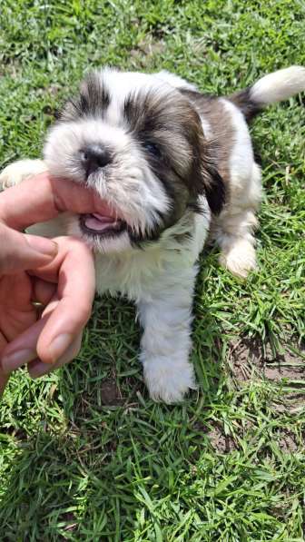 Чистокровные щенки Ши-Тцу в фото 12
